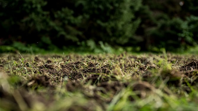 A closeup of soil with blades of grass sprouting out.