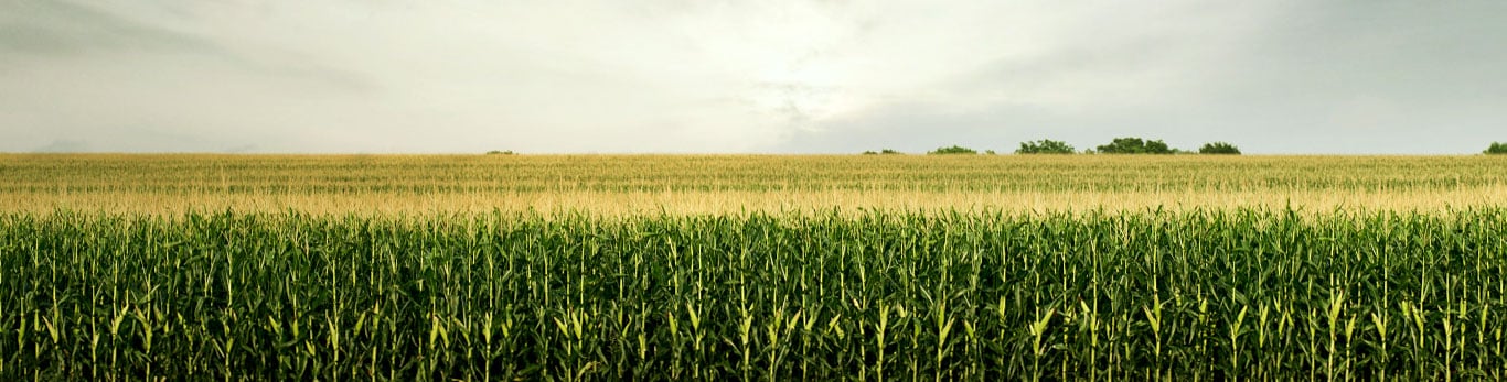 Corn Field