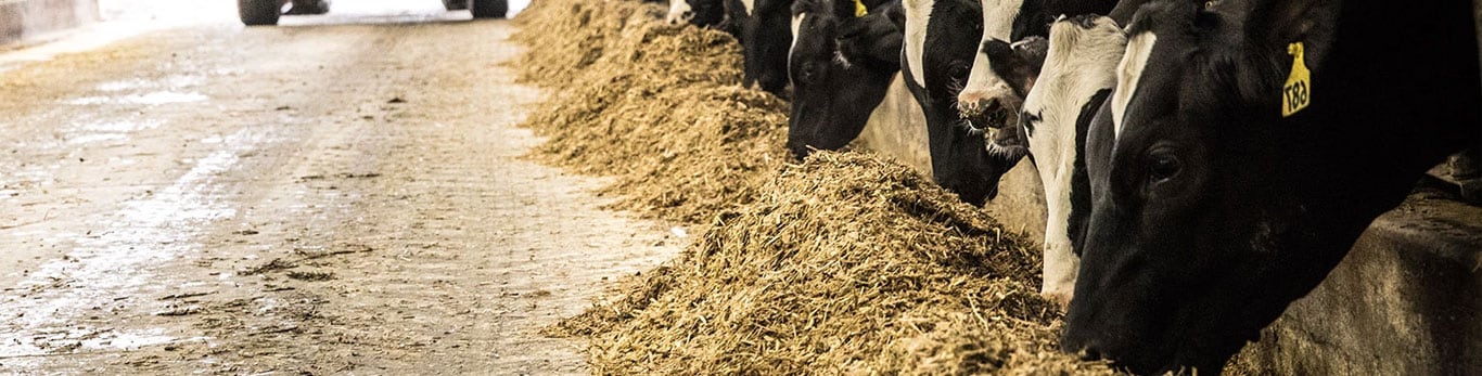 Cows at cattle feed