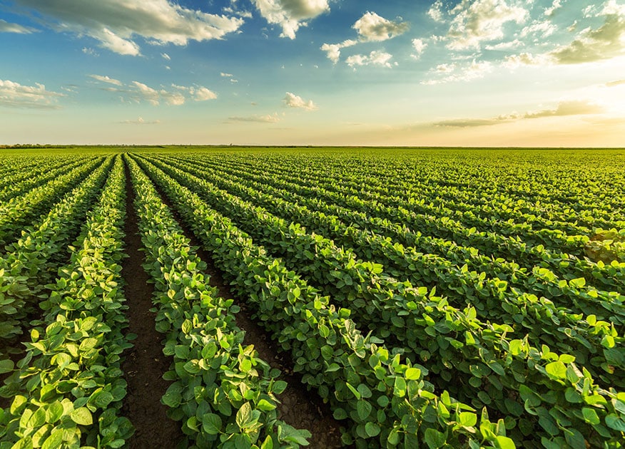 Field of soybeans during sunset