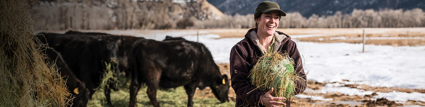 A farmer holding hay in front of cows.