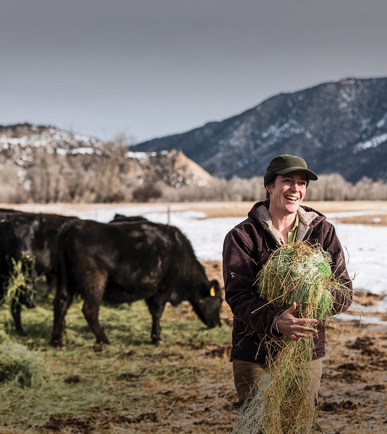 Farmer holding hay in front of cows feeding
