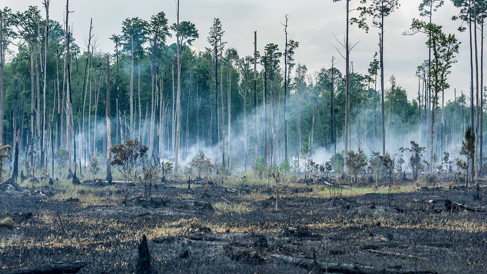 Smoke from a dying fire rolls over the swamp