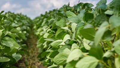 gros plan d'un champ de soya