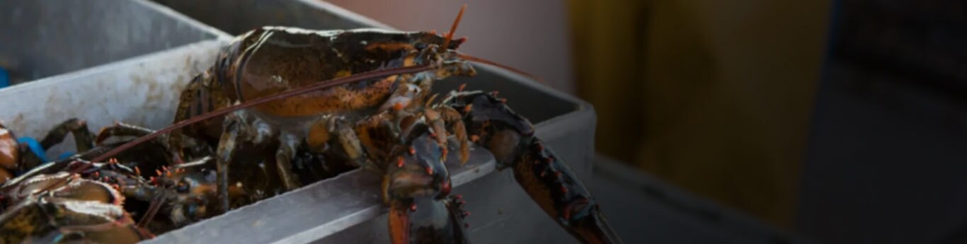 A closeup of a freshly caught lobster