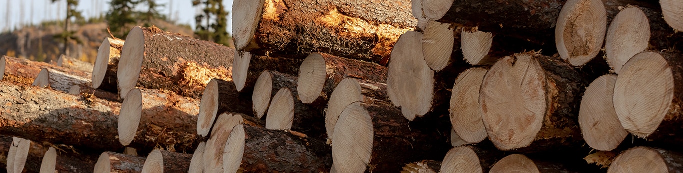 Stack of cut timber logs at the log yard