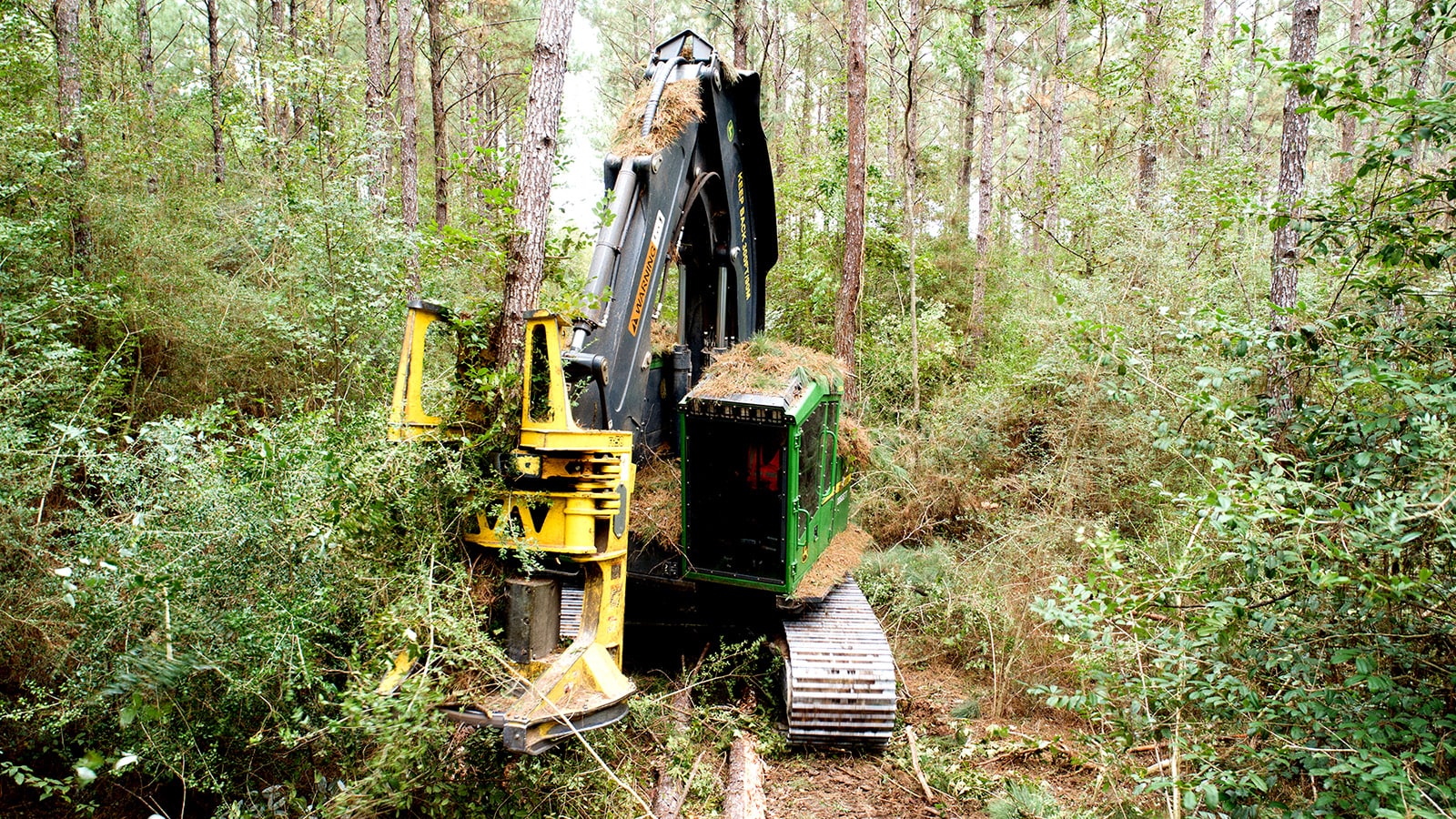 A feller buncher with pine needles on top of the cab works in the woods, cutting down a tree.