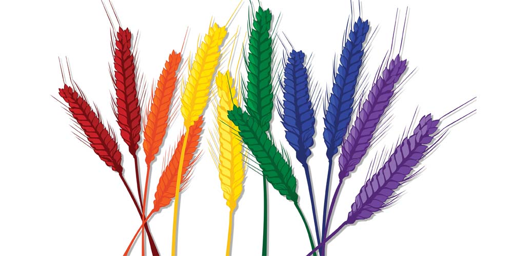 A graphic of rainbow colored wheat