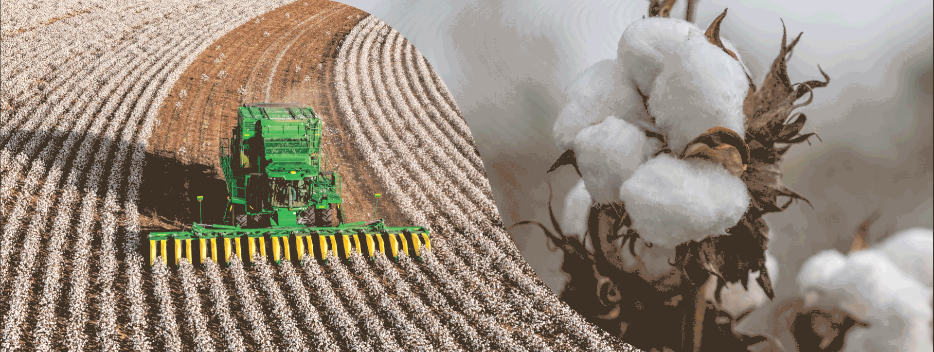 Collage showing a top view of a cotton field and a closeup of a cotton bud.