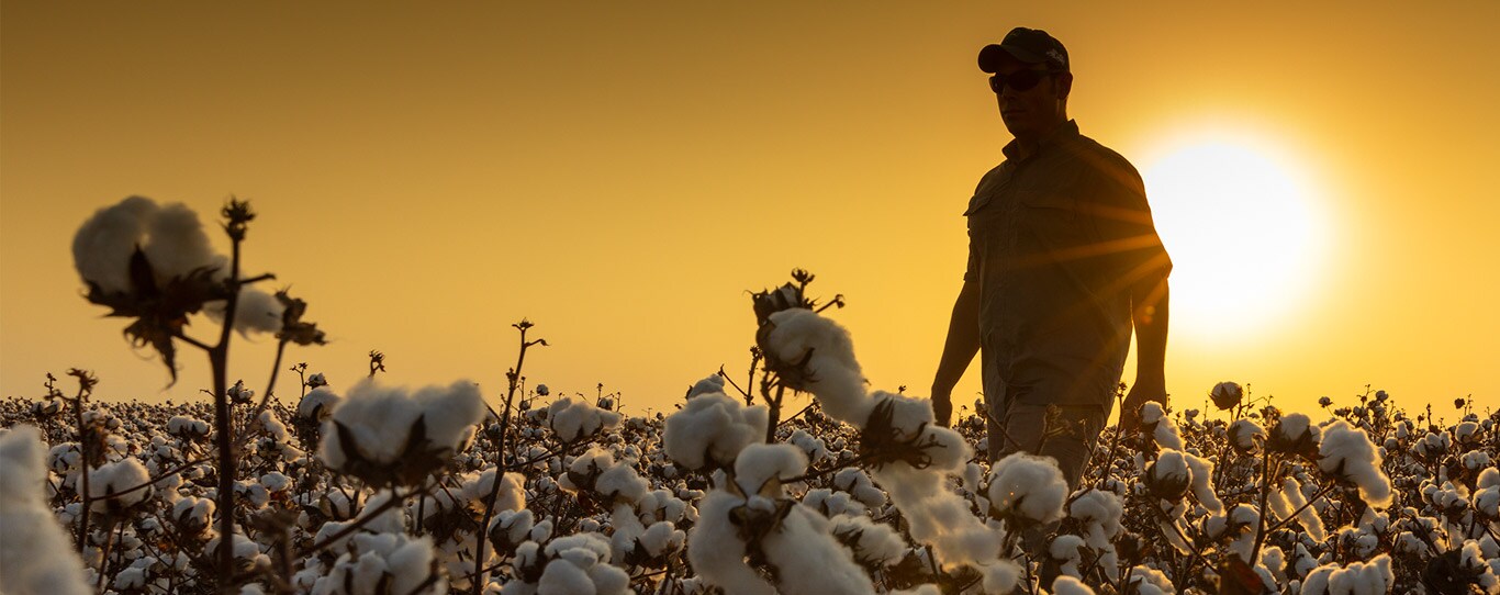 Silhouette of a man walking through a cotton field