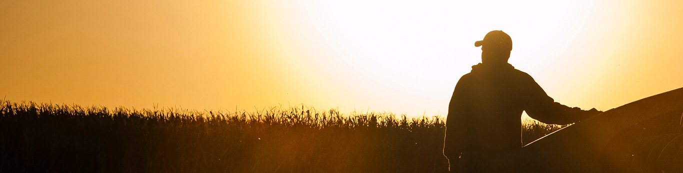 Champ de céréales au coucher du soleil