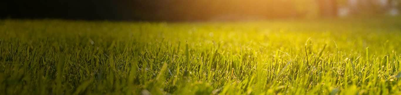 Closeup of sunlit grass that has just been cut