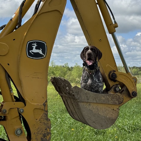 A hunting dog sitting in the bucket of a John Deere backhoe.