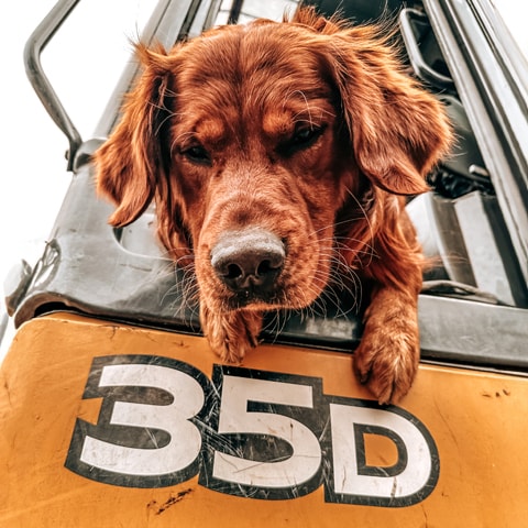 Un golden retriever sort la tête d'une excavatrice compacte 35 de catégorie D.