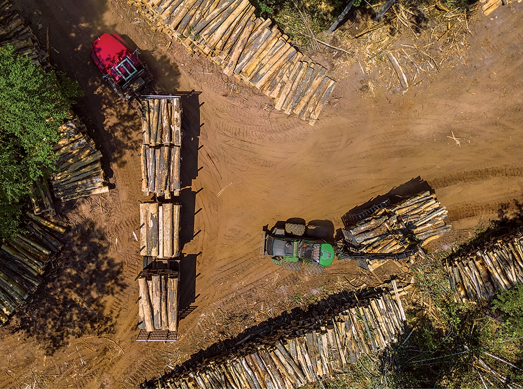 Une image prise par un drone montre des rangées et des piles d'arbres récoltés de part et d'autre d'un chemin forestier.