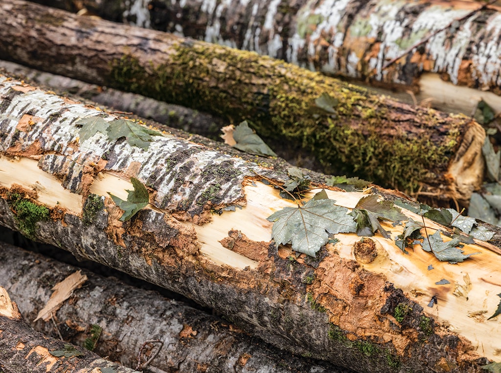 Close-up image of harvested White Pine trees’ bark.