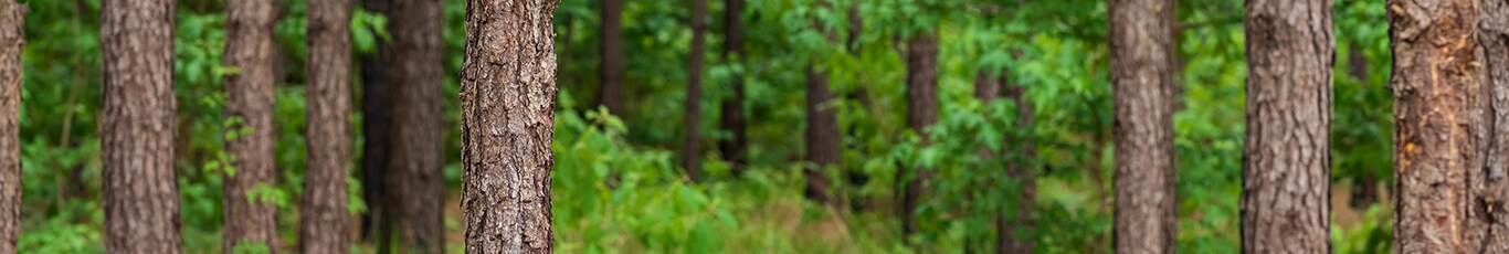 Gros plan de l'écorce d'un arbre avec un arrière-plan vert flou