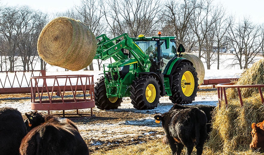 Vache en train de manger du foin pendant qu'un tracteur déplace des balles