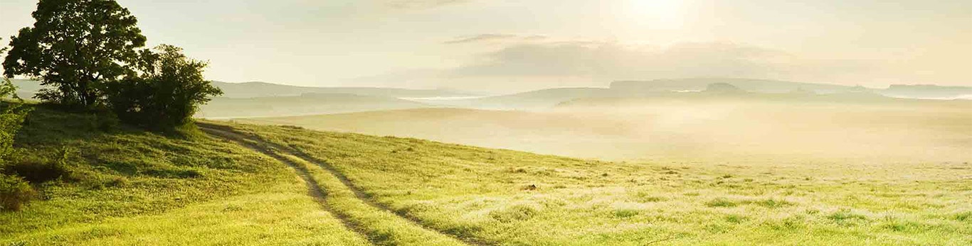An idyllic grassy field in warm sunlight with two tire tracks wrapping around a hill topped with trees.