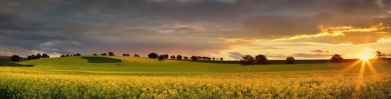 Canola field during sunset
