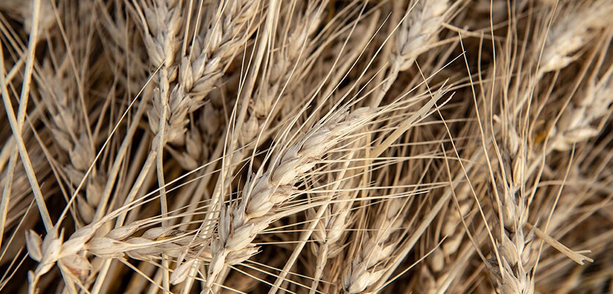 upclose image of wheat