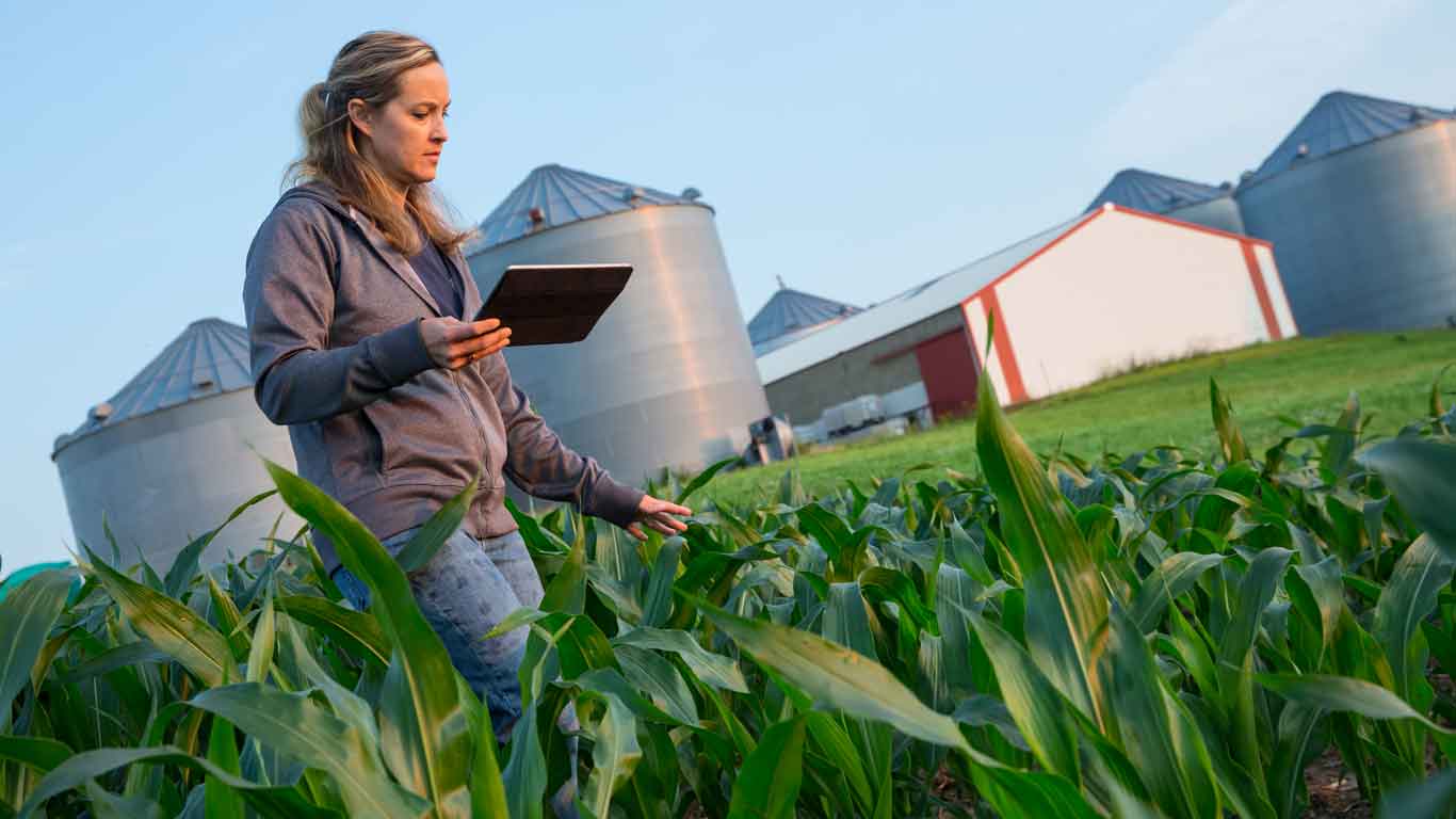 Femme qui consulte une tablette dans un champ, sur une ferme