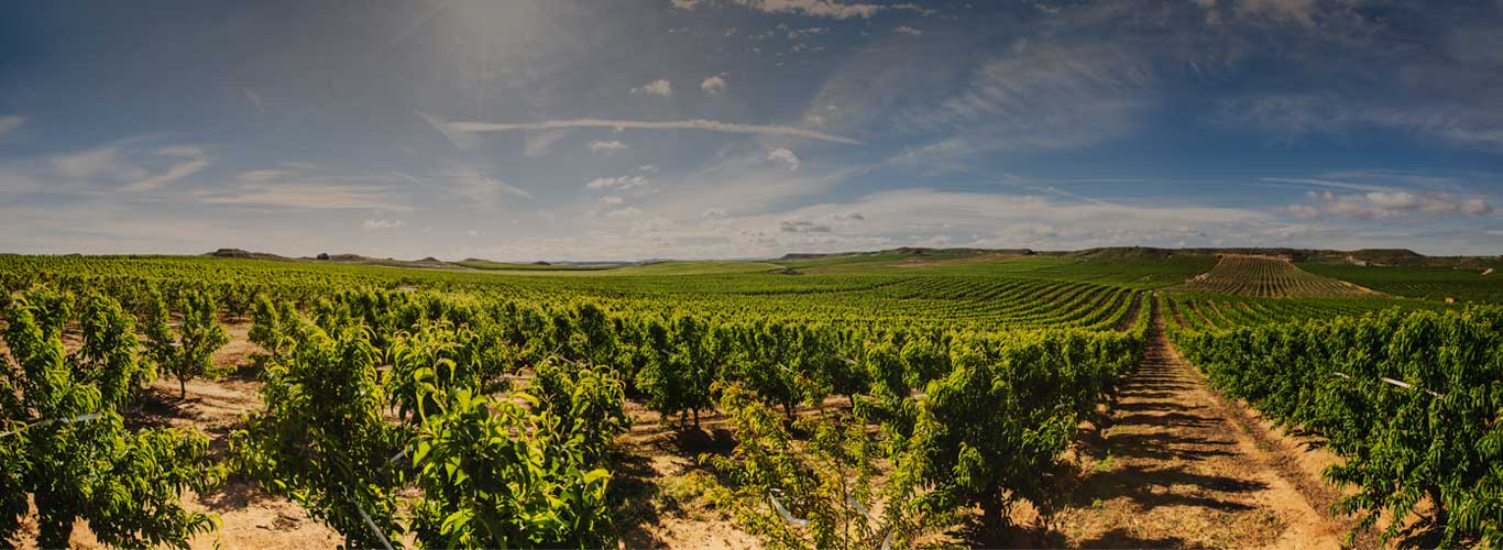 Vue à grand angle d'un champ agricole