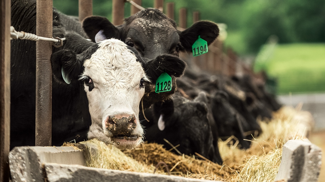 Des vaches mangent – Consulter l’article de l’Université d’État de la Pennsylvanie en format PDF