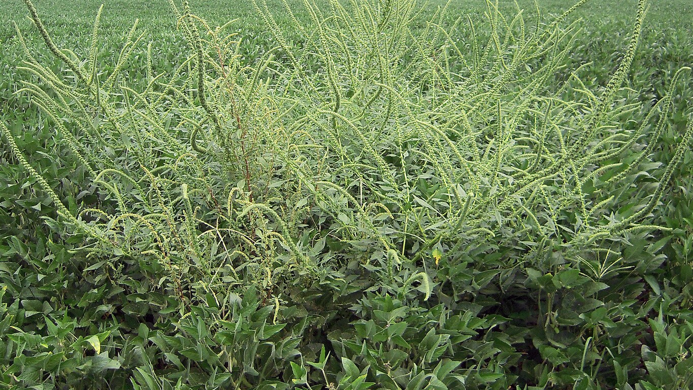 link to Herbicide resistant weed article
