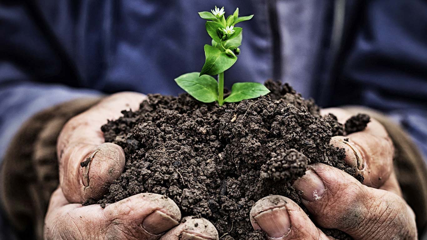 Image of plant in dirt with hands holding dirt