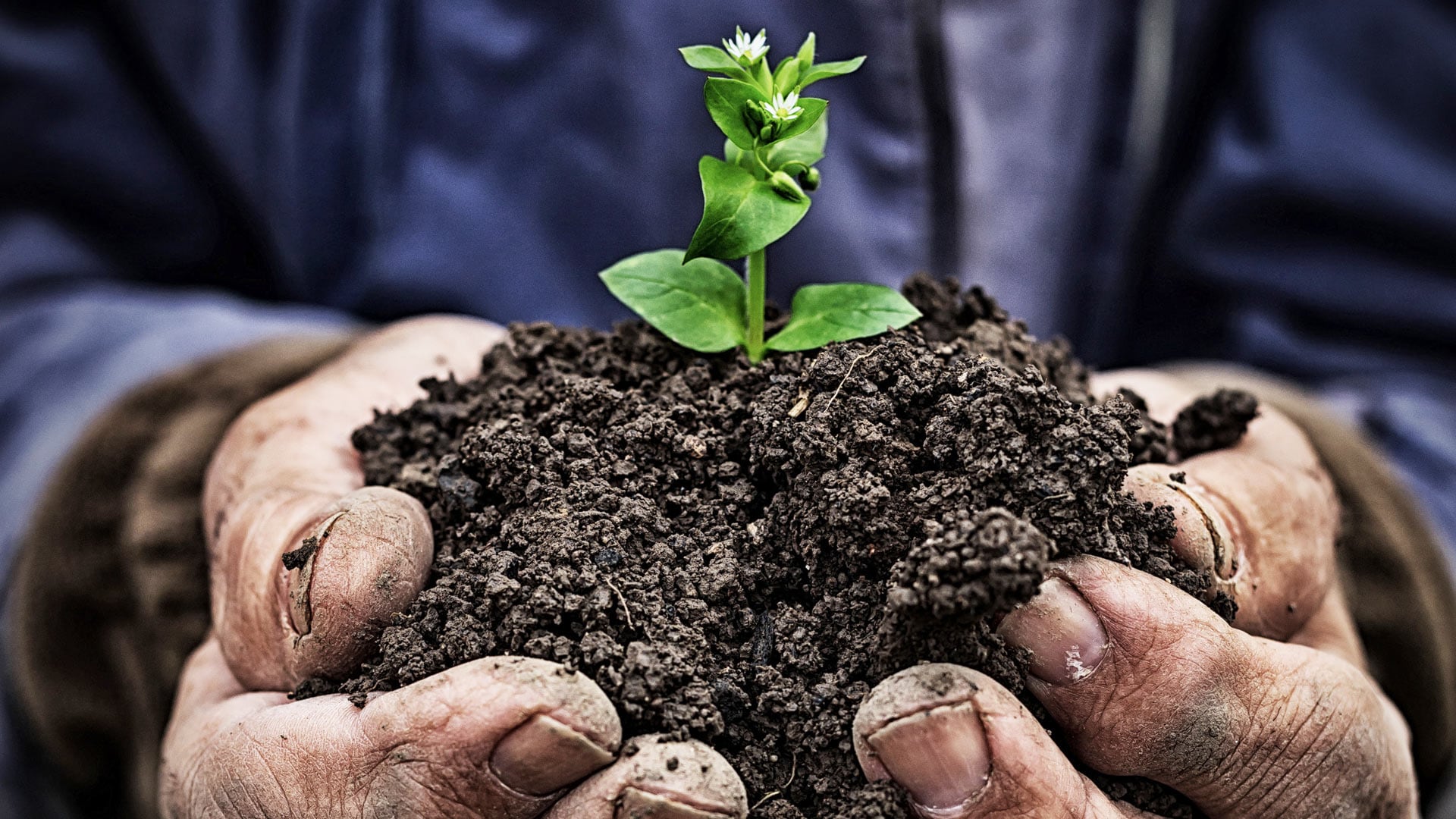 Image de plante dans de la terre avec des mains tenant de la terre