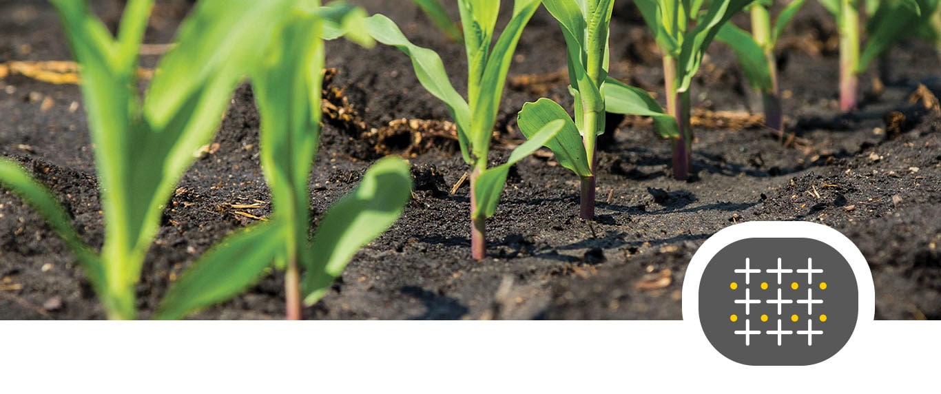 Corn plants in early growth stage in a corn field.