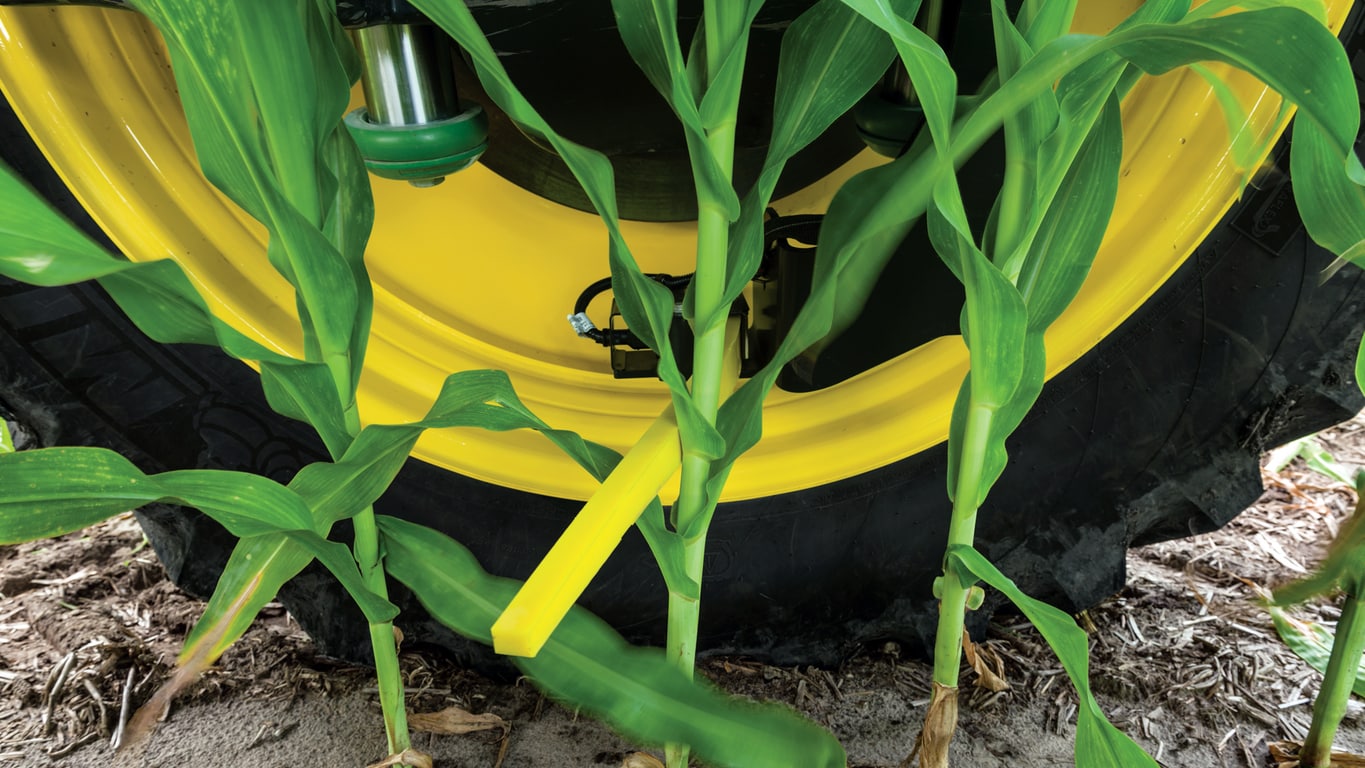 close up image of corn stalks