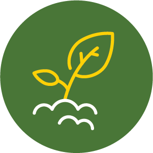 Pousse jaune émergeant du sol sur un fond circulaire vert