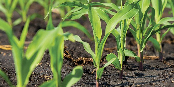 Image de plants en train de pousser