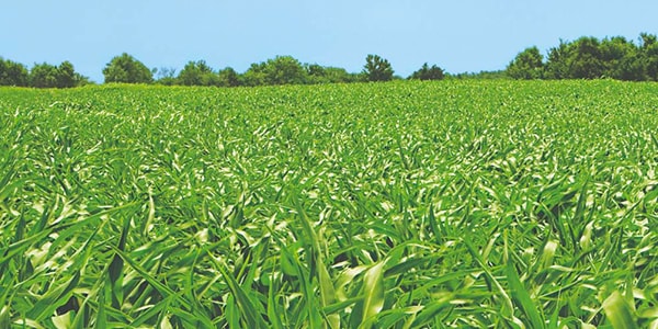 Corn field in early summer