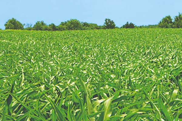 Champ de maïs au début de l’été