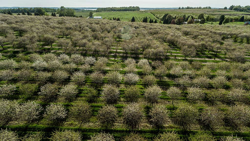 Vue aérienne d’un grand verger avec rangées d’arbres fruitiers blancs en fleurs, avec des bâtiments agricoles au loin.
