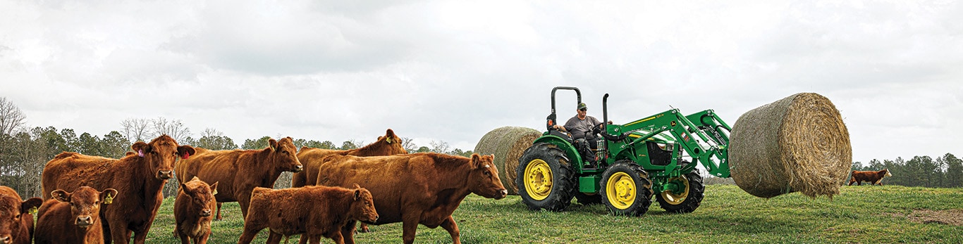 Un tracteur vert transporte deux balles de foin de l’autre côté d’un petit troupeau de vaches dans un pâturage.