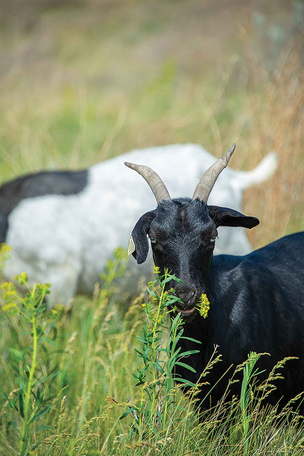 goat eating