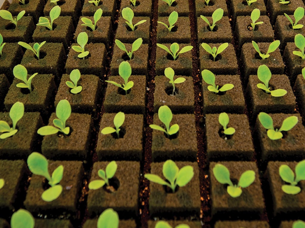 Lettuce plants photo