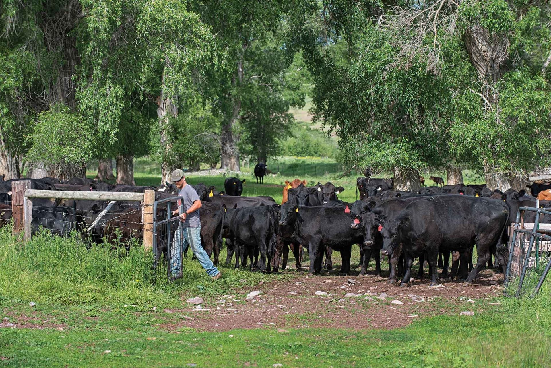 Man opening gate for cows