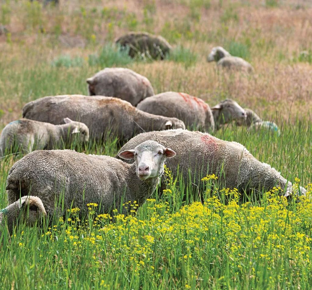 Sheep grazing in field