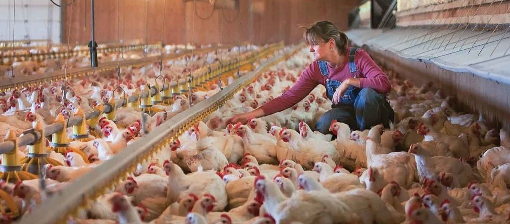 Woman with chickens