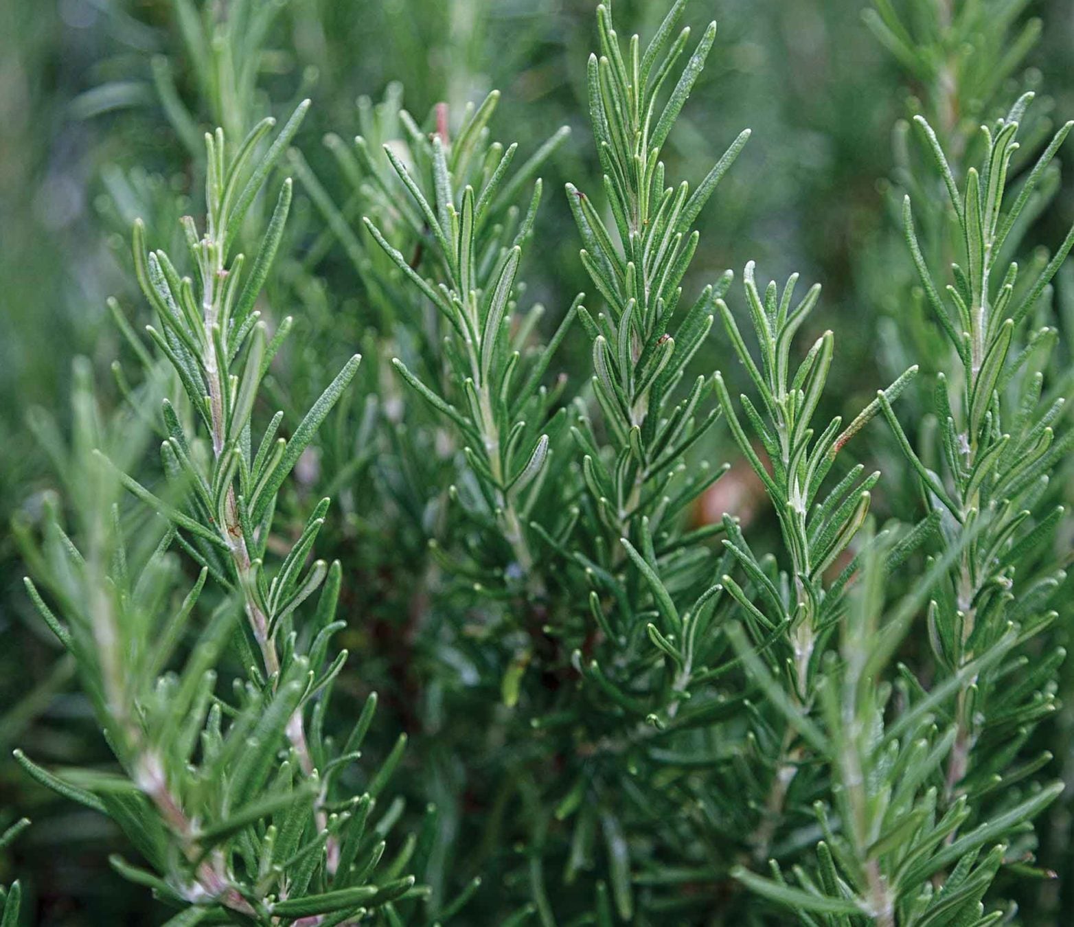 Image of plant