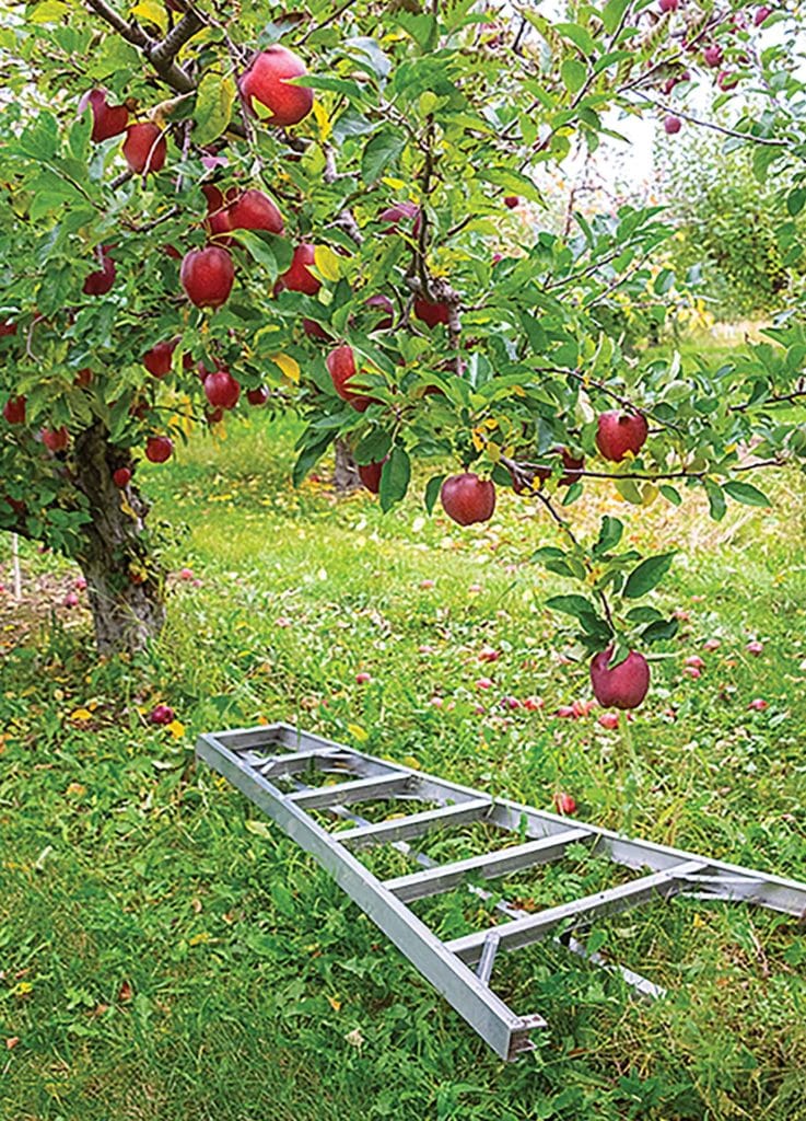 Apple orchard