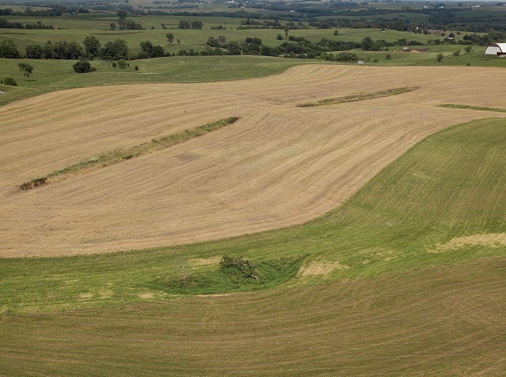 field of crops