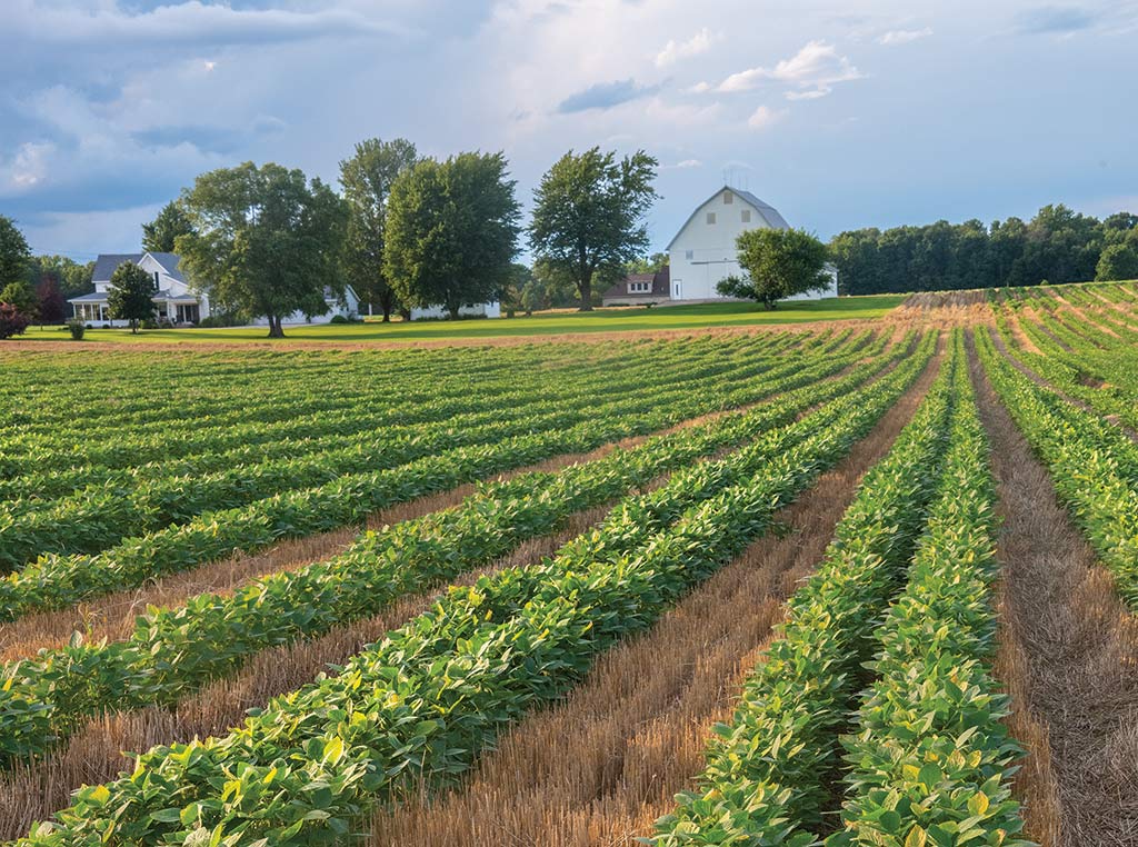 photo of rows of crops