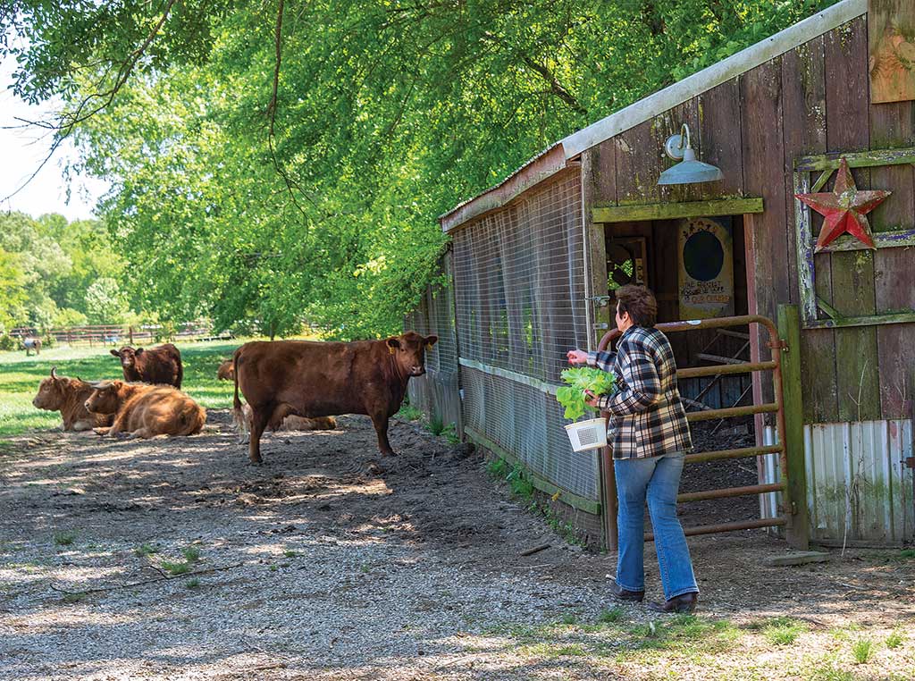 woman feeding chickens in front of a barn.