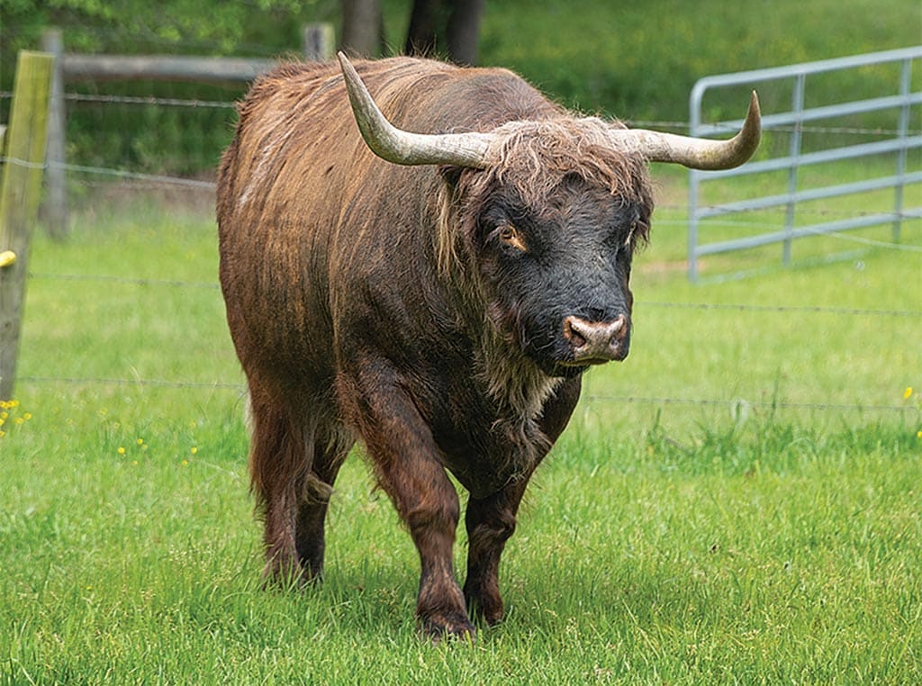 bull in field